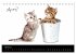 Katzenbabys (Tischkalender 2026 DIN A5... - Bild 10