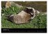 Marderhunde (hochwertiger Premium... - Bild 2