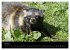 Marderhunde (hochwertiger Premium... - Bild 12