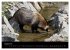 Marderhunde (hochwertiger Premium... - Bild 13
