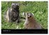 Marderhunde (hochwertiger Premium... - Bild 14