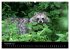 Marderhunde (hochwertiger Premium... - Bild 3