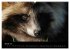 Marderhunde (hochwertiger Premium... - Bild 6