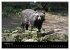 Marderhunde (hochwertiger Premium... - Bild 7