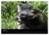 Marderhunde (hochwertiger Premium... - Bild 8
