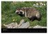 Marderhunde (hochwertiger Premium... - Bild 9
