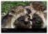 Marderhunde (hochwertiger Premium... - Bild 10