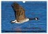 KANADA-GANS - Der 'hupende' Vogel... - Bild 12