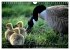 KANADA-GANS - Der 'hupende' Vogel... - Bild 13