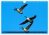 KANADA-GANS - Der 'hupende' Vogel... - Bild 15
