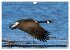 KANADA-GANS - Der 'hupende' Vogel... - Bild 4