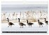 KANADA-GANS - Der 'hupende' Vogel... - Bild 7