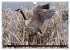 KANADA-GANS - Der 'hupende' Vogel... - Bild 9