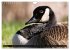 KANADA-GANS - Der 'hupende' Vogel... - Bild 10