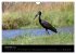 Naturerlebnis Botswana (Wandkalender... - Bild 5