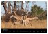 Naturerlebnis Botswana (Wandkalender... - Bild 10