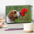 Beagle (Tischkalender 2026 DIN A5... - Bild 2
