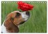 Beagle (Tischkalender 2026 DIN A5... - Bild 12