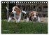 Beagle (Tischkalender 2026 DIN A5... - Bild 14