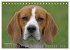 Beagle (Tischkalender 2026 DIN A5... - Bild 15