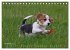 Beagle (Tischkalender 2026 DIN A5... - Bild 4