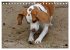 Beagle (Tischkalender 2026 DIN A5... - Bild 5