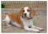 Beagle (Tischkalender 2026 DIN A5... - Bild 7