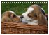 Beagle (Tischkalender 2026 DIN A5... - Bild 8