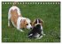 Beagle (Tischkalender 2026 DIN A5... - Bild 10