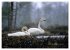 SCHWÄNE. (hochwertiger Premium... - Bild 11