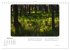 Max Dauthendey - Mit dem Wald durchs... - Bild 12