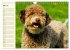 Lagotto Romagnolo - Italienischer... - Bild 11