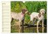 Lagotto Romagnolo - Italienischer... - Bild 13