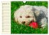 Lagotto Romagnolo - Italienischer... - Bild 15