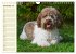 Lagotto Romagnolo - Italienischer... - Bild 5