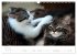 Katzenbabys beobachtet (Wandkalender... - Bild 11