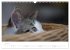 Katzenbabys beobachtet (Wandkalender... - Bild 13