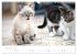 Katzenbabys beobachtet (Wandkalender... - Bild 15