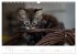 Katzenbabys beobachtet (Wandkalender... - Bild 3