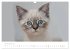 Katzenbabys beobachtet (Wandkalender... - Bild 4