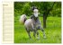 Traumpferd Lipizzaner (hochwertiger... - Bild 11