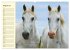 Traumpferd Lipizzaner (hochwertiger... - Bild 13