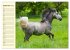 Traumpferd Lipizzaner (hochwertiger... - Bild 14