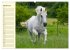 Traumpferd Lipizzaner (hochwertiger... - Bild 6