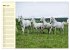Traumpferd Lipizzaner (hochwertiger... - Bild 8