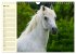 Traumpferd Lipizzaner (Wandkalender... - Bild 11