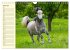 Traumpferd Lipizzaner (Wandkalender... - Bild 12