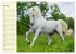 Traumpferd Lipizzaner (Wandkalender... - Bild 13
