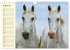 Traumpferd Lipizzaner (Wandkalender... - Bild 14