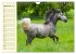 Traumpferd Lipizzaner (Wandkalender... - Bild 15
